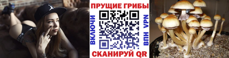 закладки  Муравленко  Галлюциногенные грибы Psilocybe 
